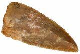 Serrated, Raptor Premaxillary Tooth - Real Dinosaur Tooth #361014-1